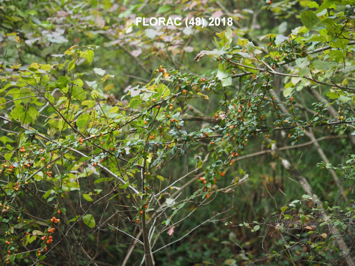 Cotoneaster, Himalayan plant